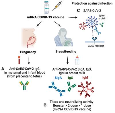 Editorial: Breast milk and passive immunity during the COVID-19 pandemic